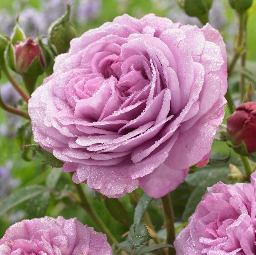 Floribundaros - Rosa floribunda Lavender Ice &reg; (Krukstorlek: 4L)