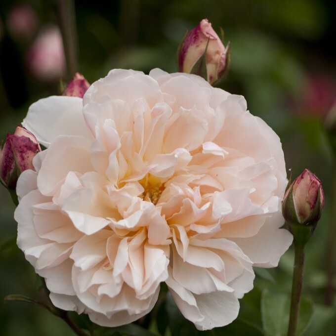 Engelsk Buskros, barrot - Rosa austin Lichfield Angel ®