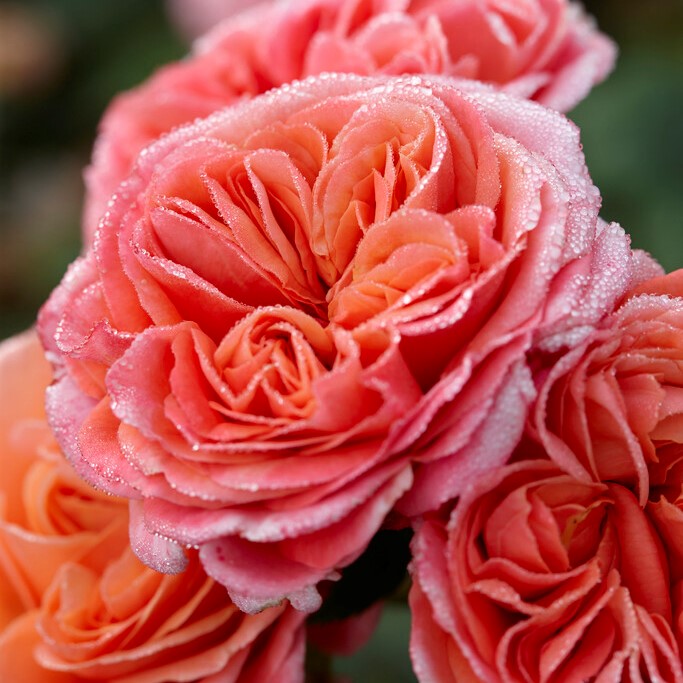 Tehybridros - Rosa tehybrid Mary Ann &reg; (Krukstorlek: 4L)