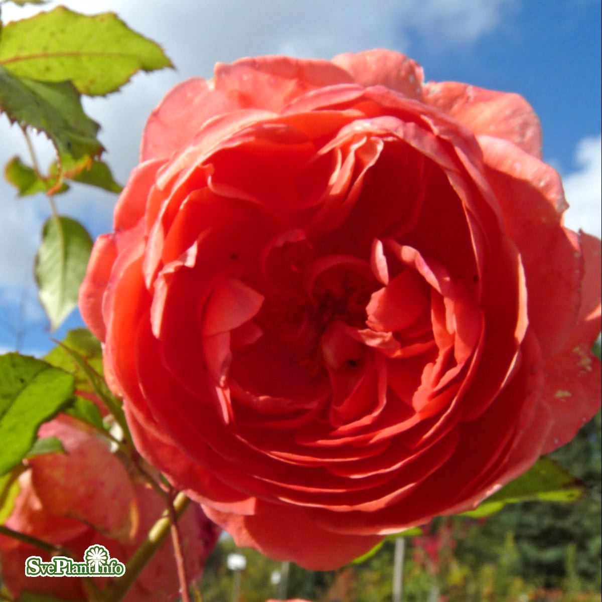 Engelsk Buskros - Rosa austin Summer Song ® (Krukstorlek: 6L)
