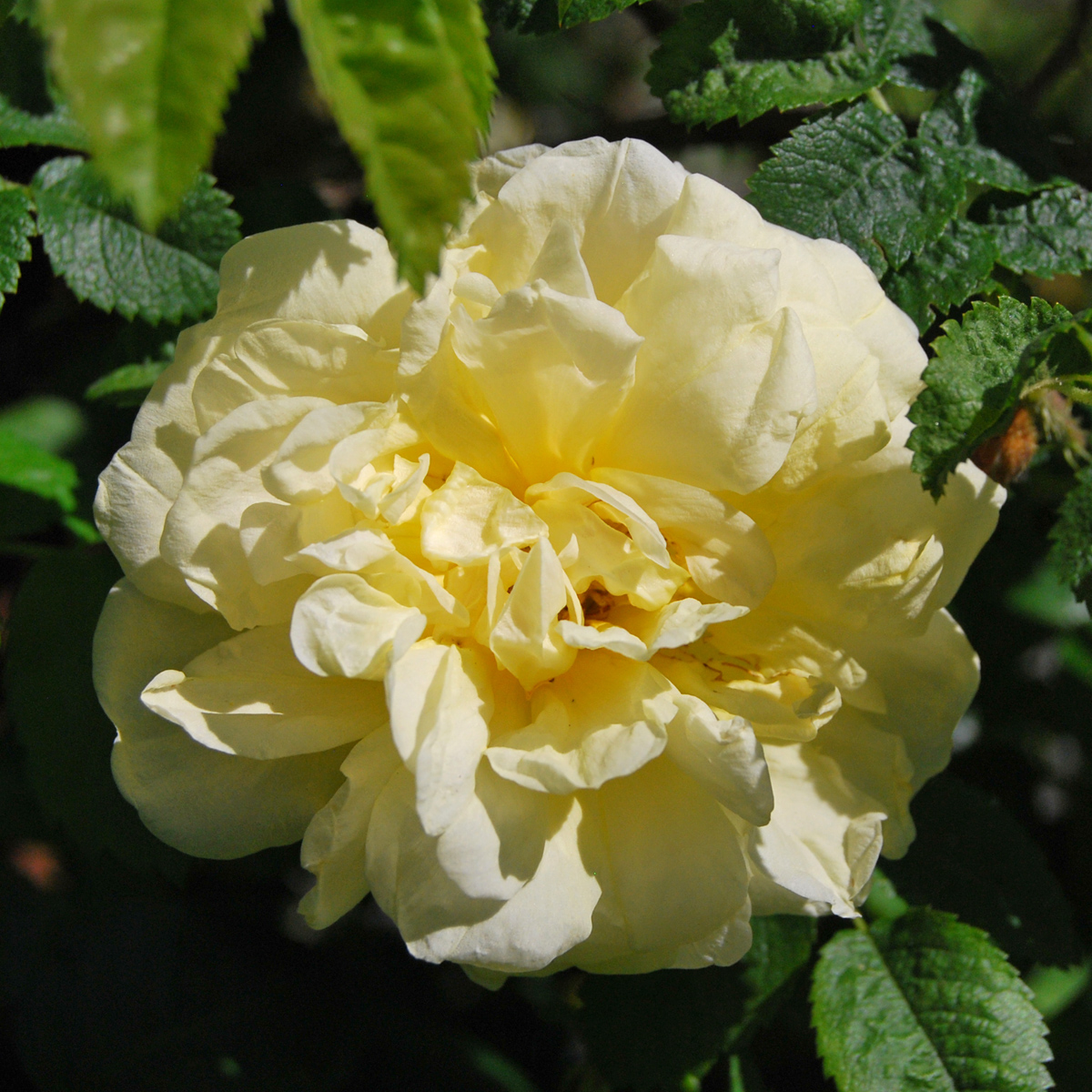 Rugosaros - Rosa rugosa Agnes (Krukstorlek: 4L)