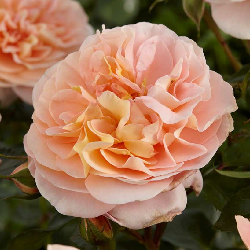 Floribundaros - Rosa floribunda Sangerh&auml;user Jubil&auml;umsrose &reg; (Krukstorlek: 4L)