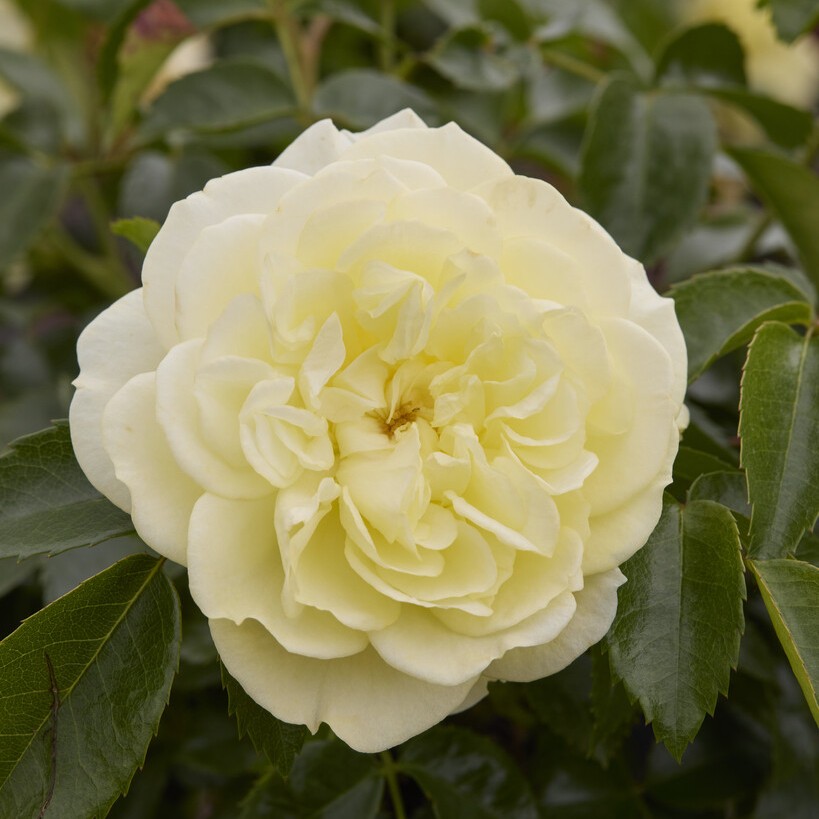 Tehybridros, barrot - Rosa tehybrid Solero ®