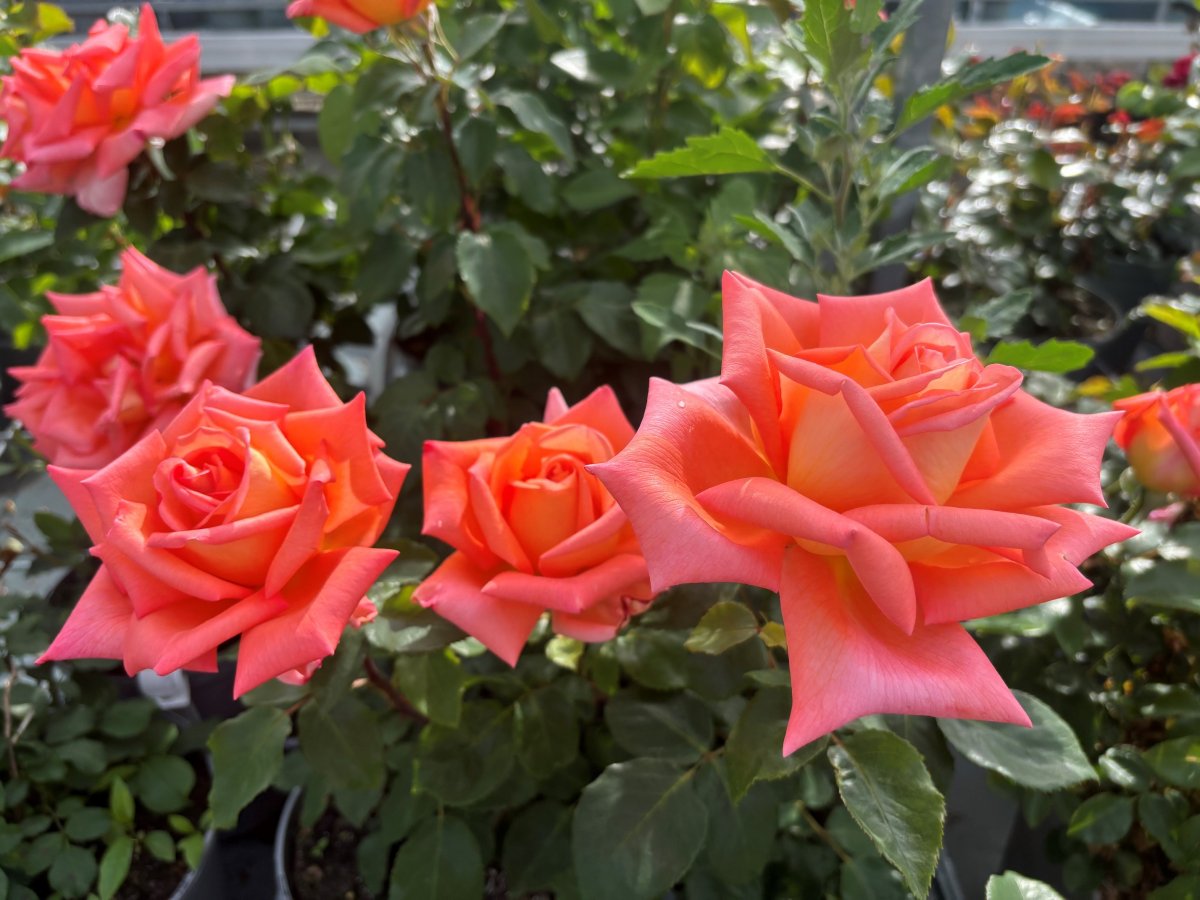 Tehybridros - Rosa tehybrid Victor Borge &trade; (Krukstorlek: 4L)