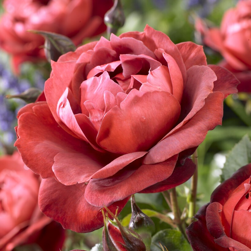 Tehybridros, barrot - Rosa tehybrid Terracotta