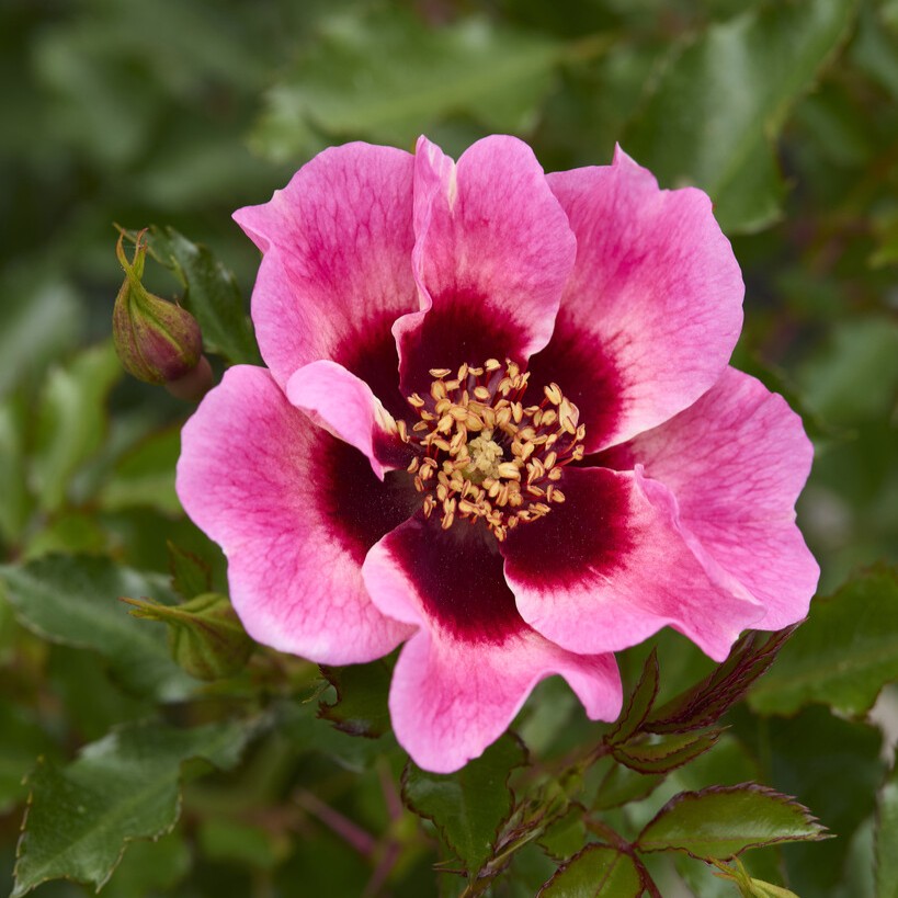 Persisk ros, barrot - Rosa persica Trendy Babylon Eyes ®