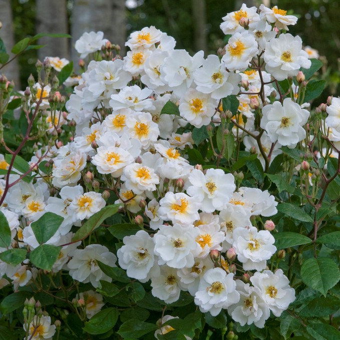 Moschataros/Kl&auml;tterros - Rosa moschata Trier (Krukstorlek: 4L)