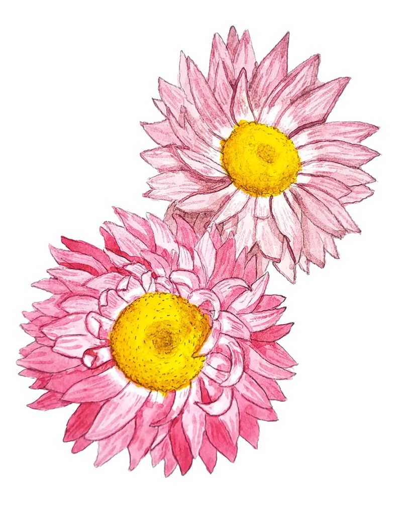 Eternell, Rosen- - Rhodanthe chlorocephala