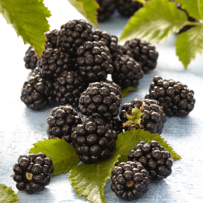 Bj&ouml;rnb&auml;r - Rubus fruticosus Himalaya (Storlek: C1,7)