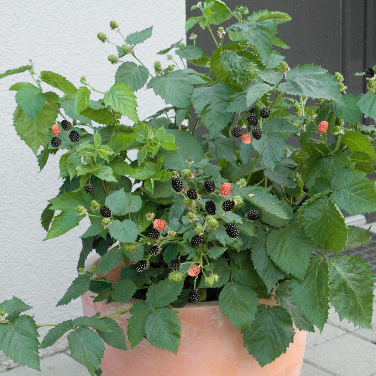 Läs mer om Rubus fruticosus Lowberry Little Black Prince, Björnbär