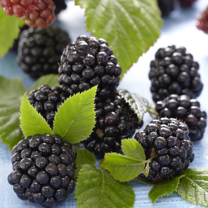 Bj&ouml;rnb&auml;r - Rubus fruticosus Thornfree (Storlek: C2)