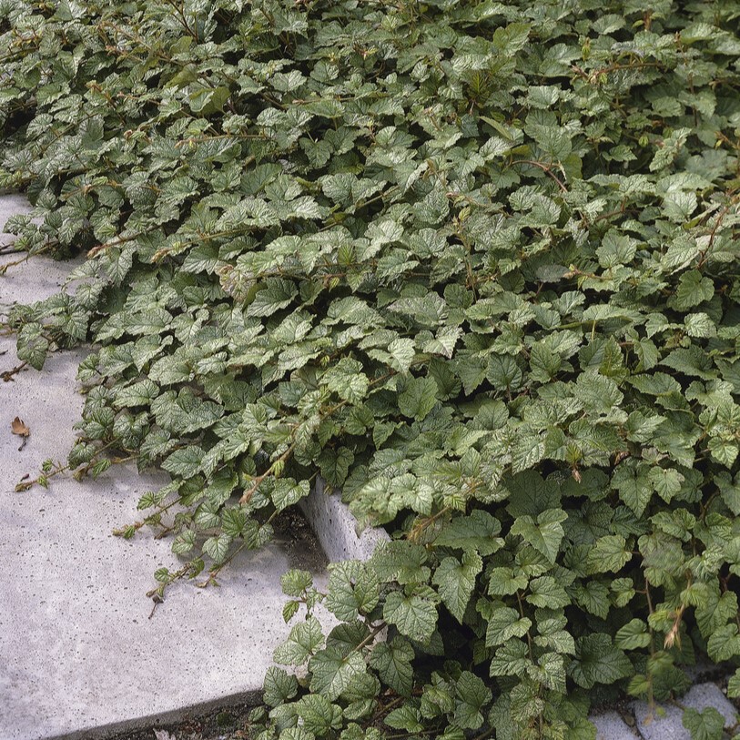 Kryphallon - Rubus tricolor (Storlek: C1,5)