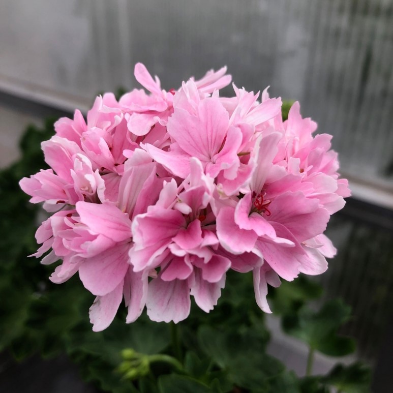 Stj&auml;rnpelargon, kruka - Pelargonium Rushmoor Rhapsody