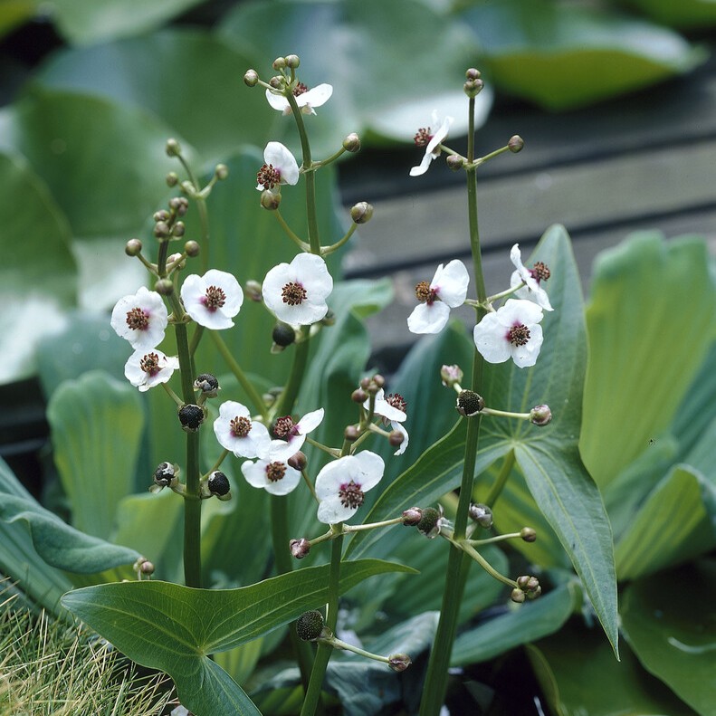 Bredpilblad - Sagittaria latifolia (Krukstorlek: 0,5-1L)