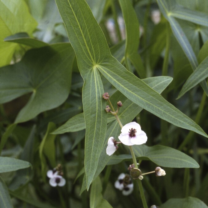 Pilblad - Sagittaria sagittifolia