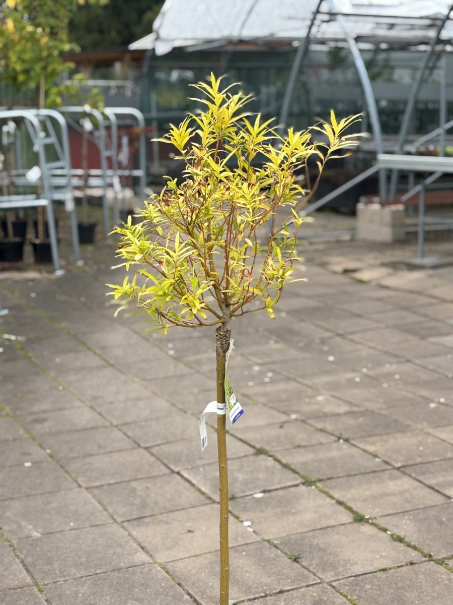 Sachalinvide - Salix udensis Golden Sunshine (Storlek: 80 stam C5)