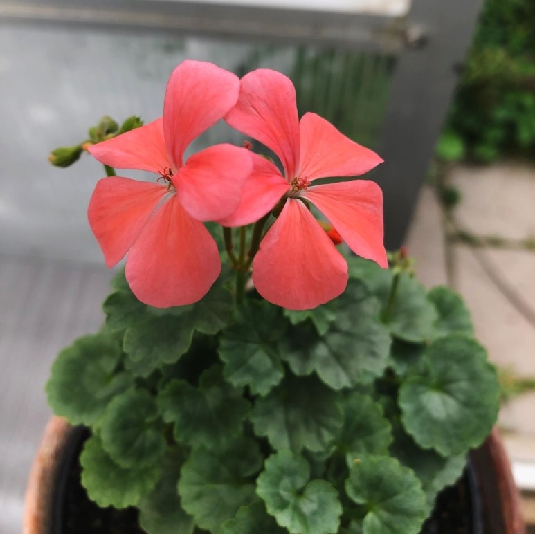 Miniatyrpelargon, kruka - Pelargonium Salmon Tiny Tim