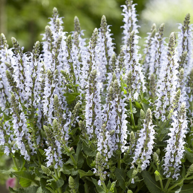 Stäppsalvia - Salvia nemorosa Bumblesky (Krukstorlek: 0,5-1L)