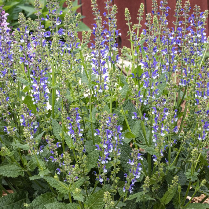 Salvia - Salvia Color Spires ® Azure Snow ® (Krukstorlek: 0,5-1L)