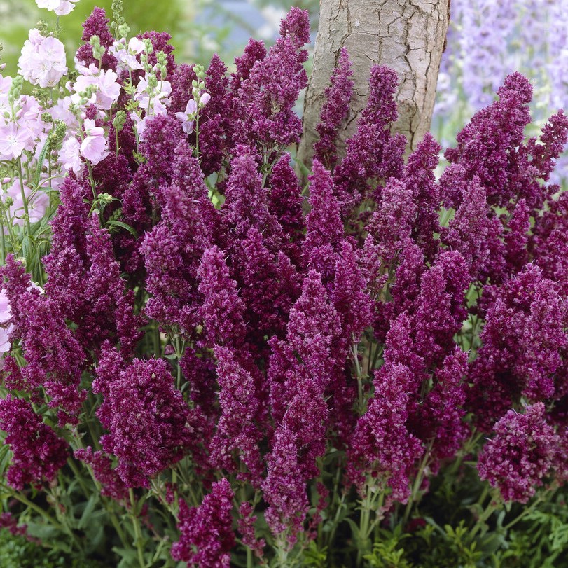 St&auml;ppsalvia - Salvia nemorosa Plumosa (Krukstorlek: 0,5-1L)