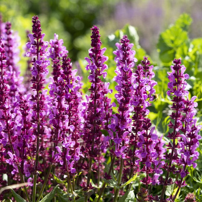 Stäppsalvia - Salvia nemorosa Rose Marvel (Krukstorlek: 2L)