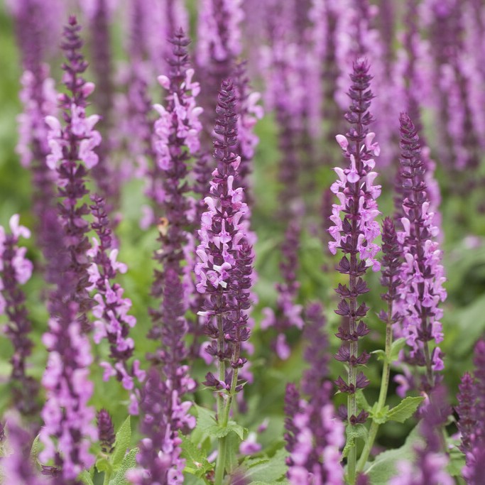 St&auml;ppsalvia - Salvia nemorosa Sensation &reg; Deep Rose (Krukstorlek: 0,5-1L)