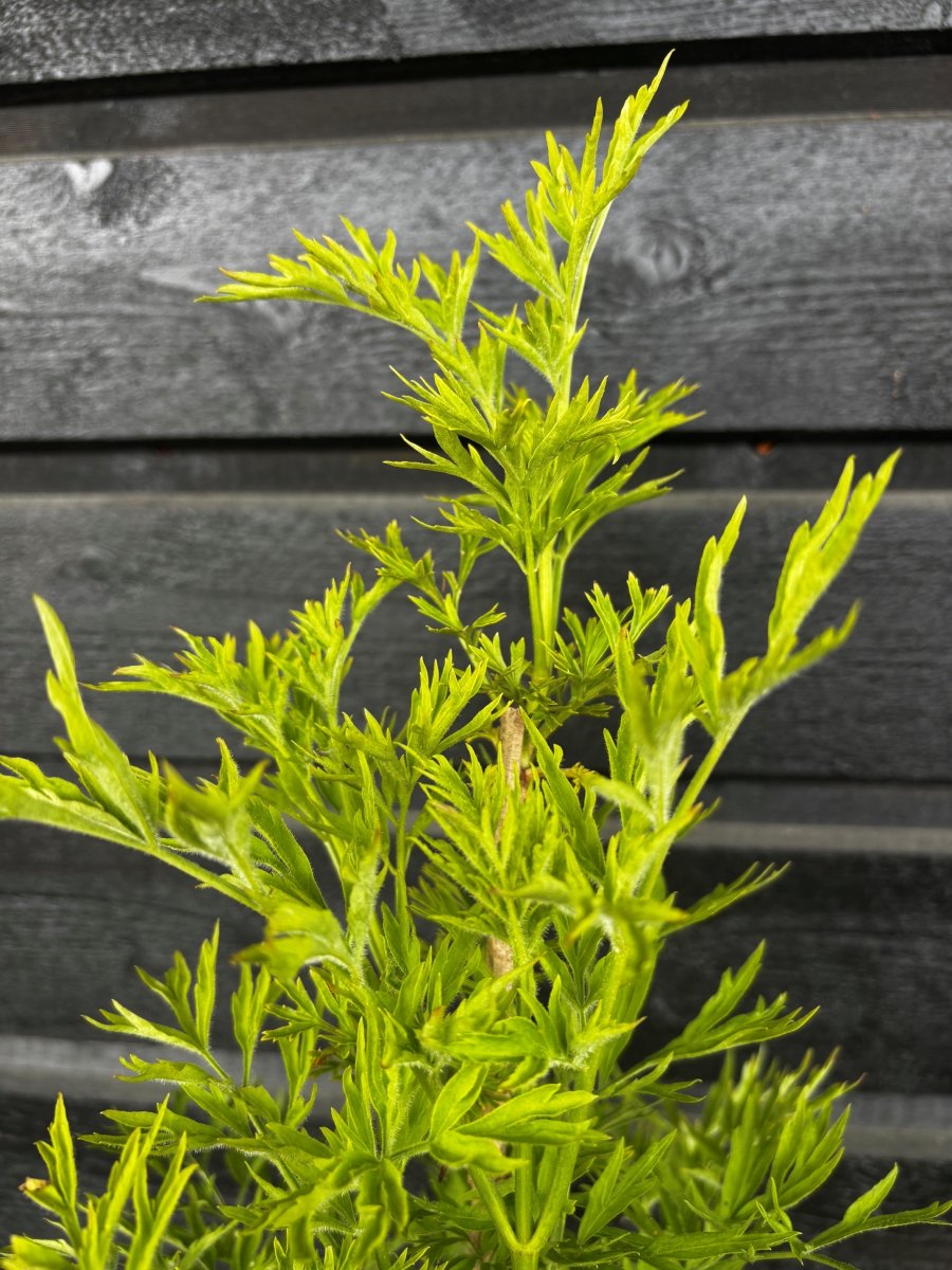 Fläder/Pelarfläder - Sambucus nigra Green Tower ® (Storlek: 30-40 C3)
