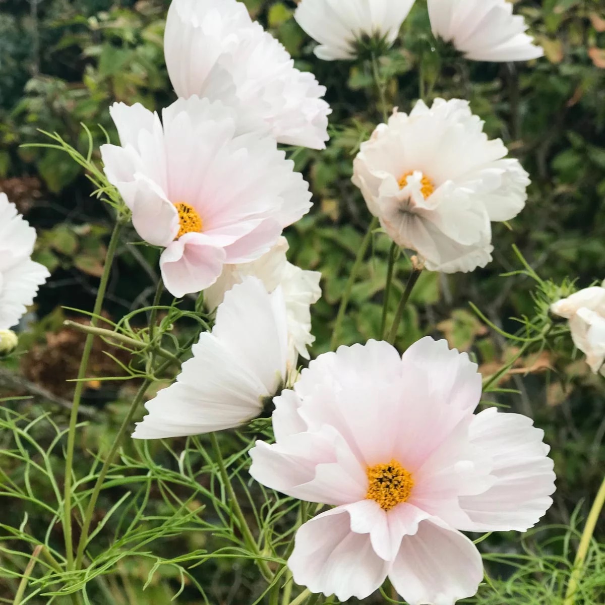 Rosensk&auml;ra, Cupcake Blush - Cosmos bipinnatus Cupcake Blush