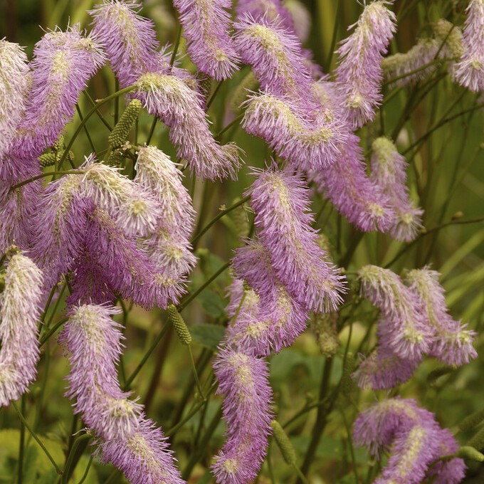 Pimpinell - Sanguisorba Pink Brushes (Krukstorlek: 0,5-1L)