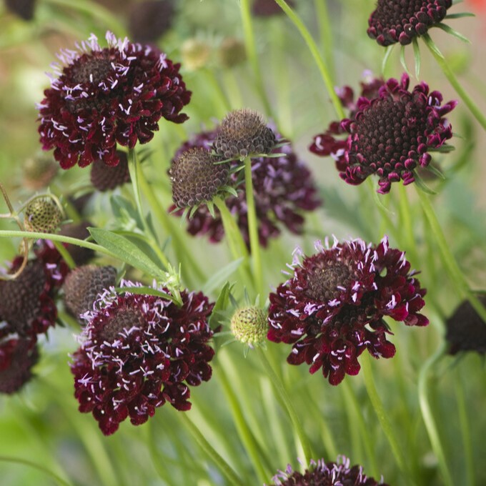 Praktv&auml;dd - Scabiosa atropurpurea Chile Black (Krukstorlek: 0,5-1L)