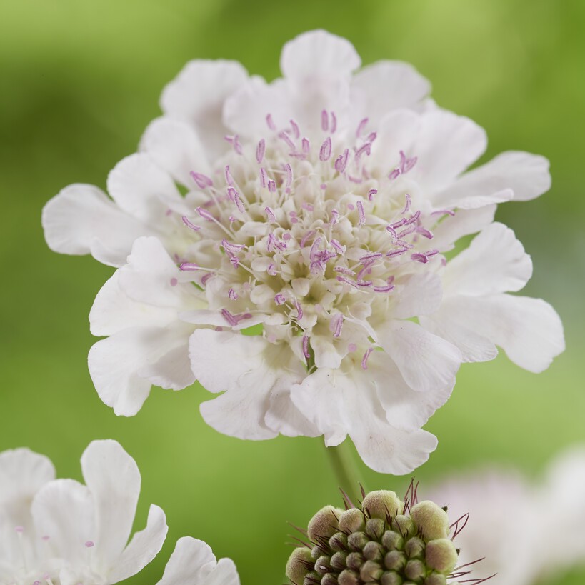 Kustv&auml;dd - Scabiosa incisa Kudo White (Krukstorlek: 0,5-1L)