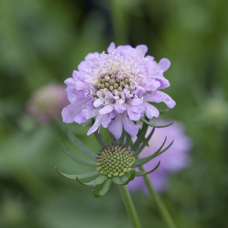 Japansk V&auml;dd - Scabiosa japonica Pink Diamonds (Krukstorlek: 0,5-1L)