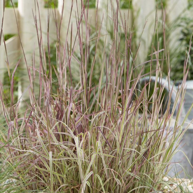 Präriegräs - Schizachyrium scoparium Chameleon (Krukstorlek: 0,5-1L)