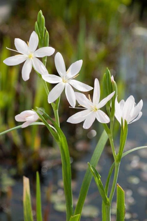Vinterlilja - Hesperantha coccinea Alba