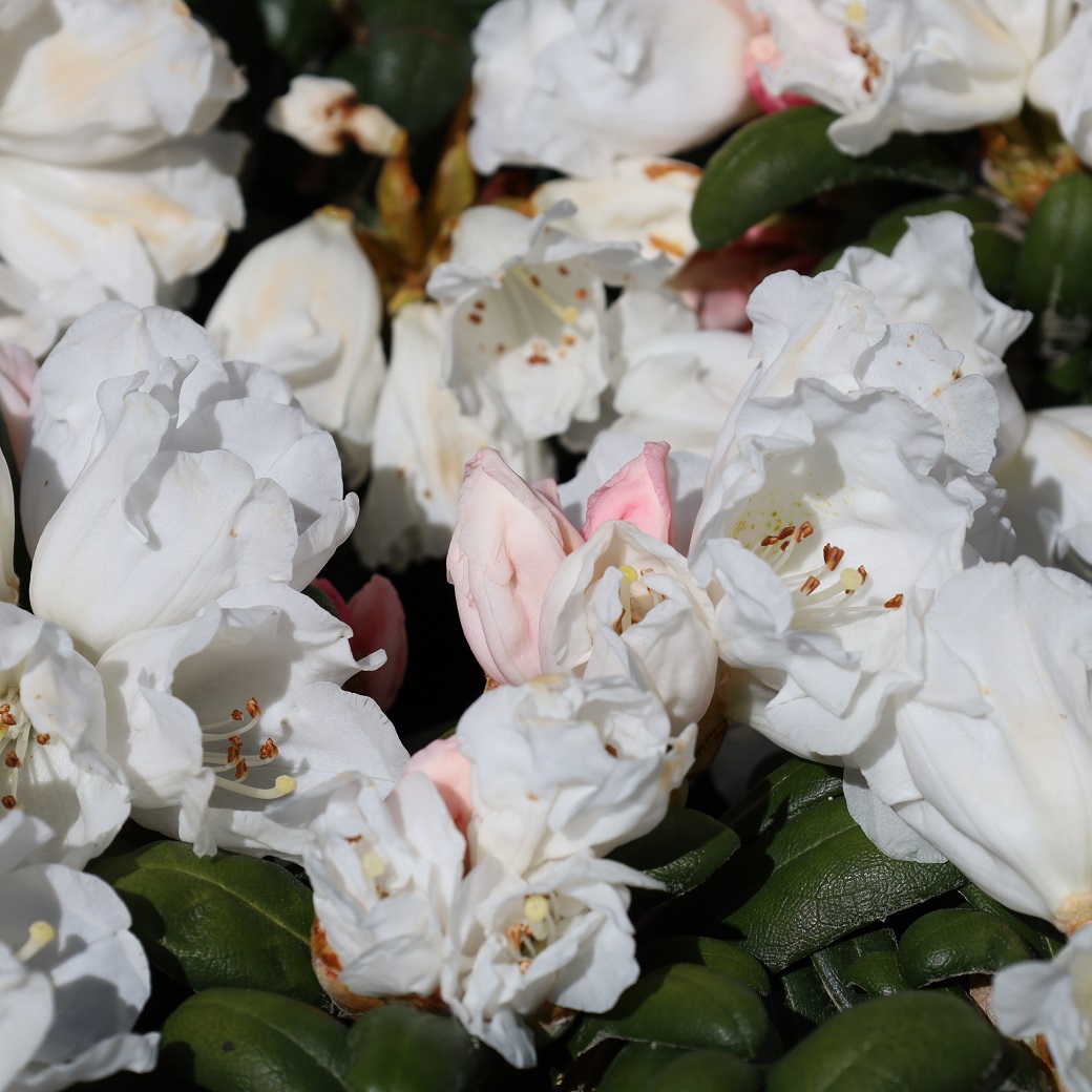 Rododendron