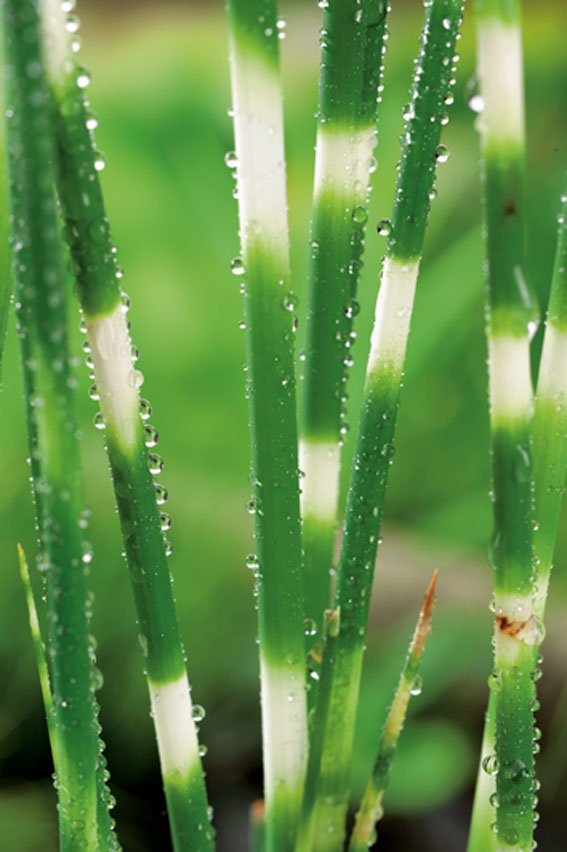 Zebras&auml;v - Schoenoplectus tabernaemontani Zebrinus