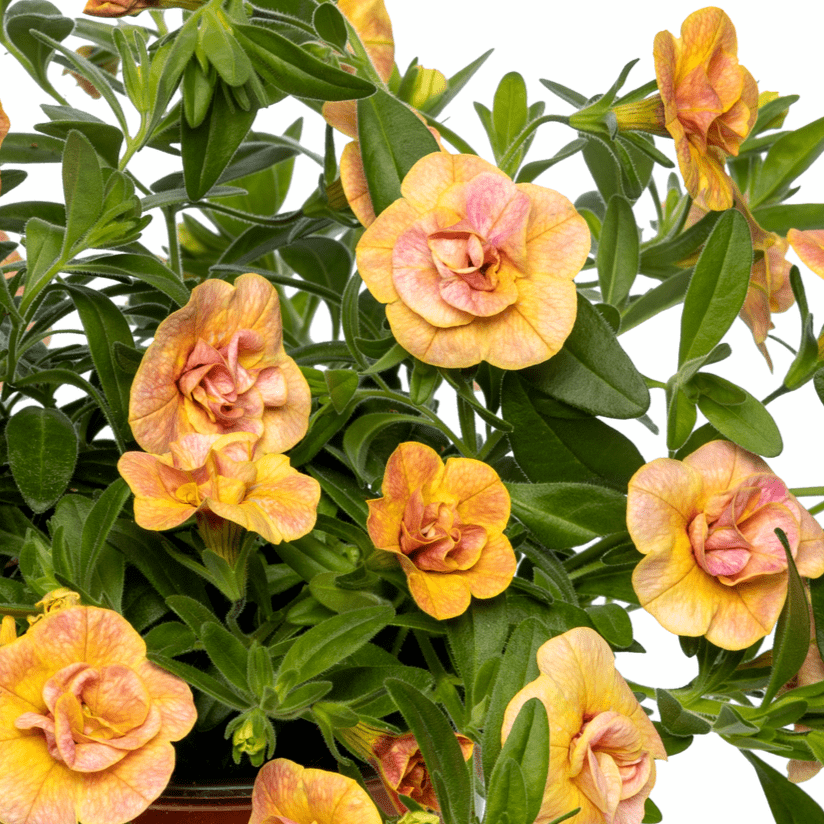 Sm&aring;petunia, Million Bells, Stickling 3-pack - Calibrachoa Callie &reg; Double Mosaic Yellow Pink