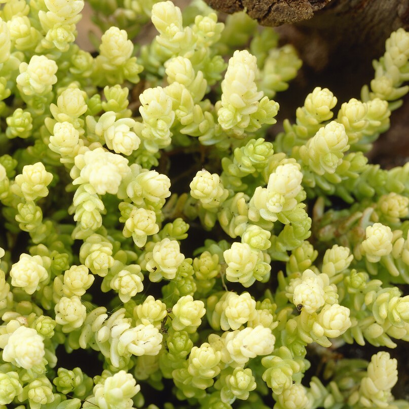 Gul Fetknopp - Sedum acre Elegans (Krukstorlek: 0,5-1L)