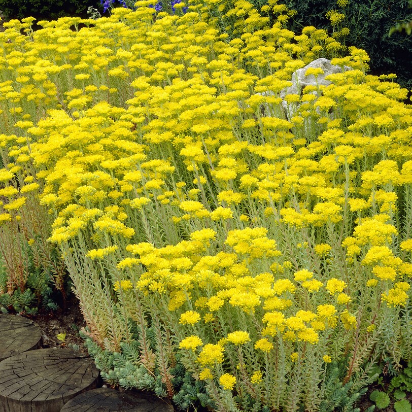 Stor Fetknopp - Sedum rupestre (reflexum) (Krukstorlek: 0,5-1L)
