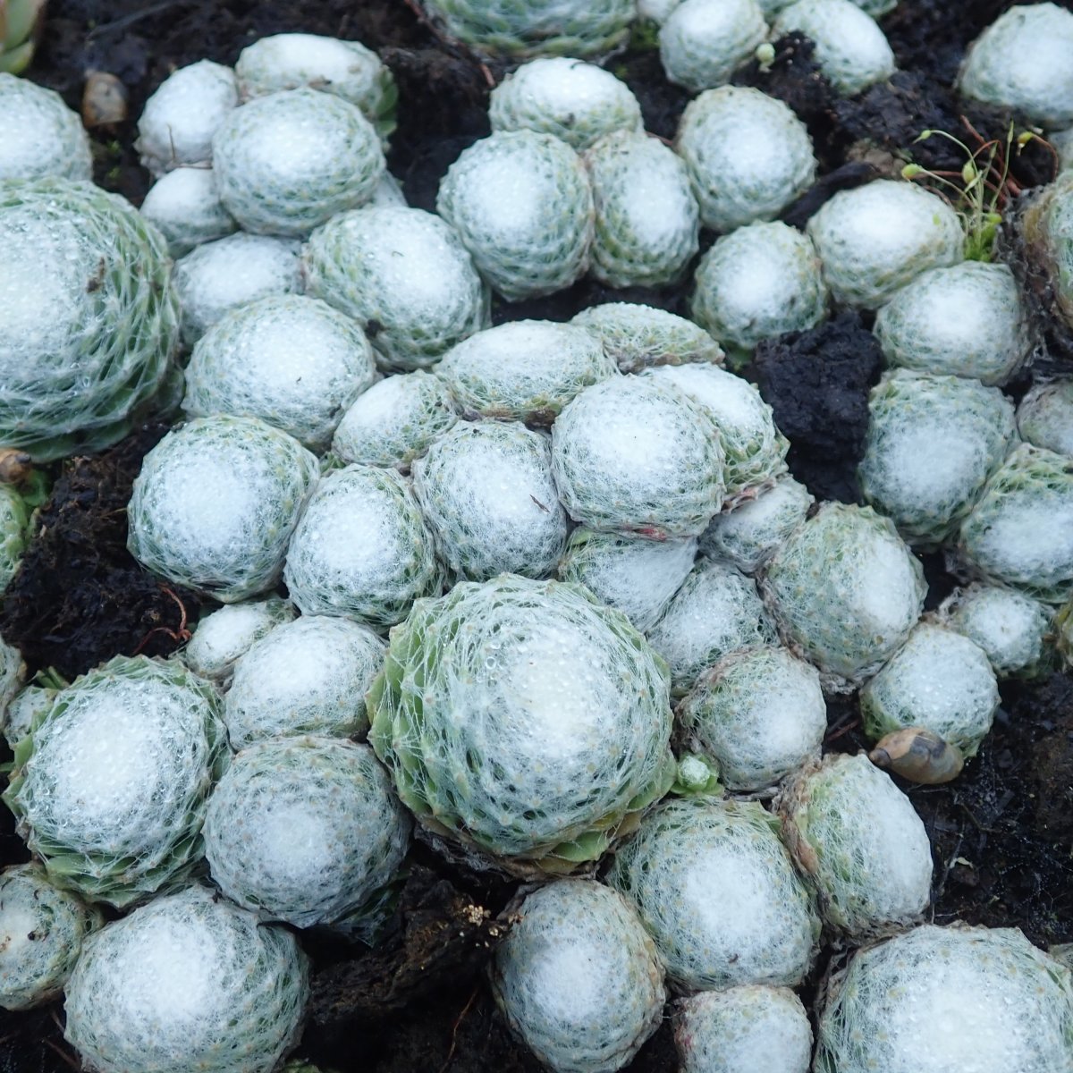 Spindelv&auml;vstakl&ouml;k - Sempervivum arachnoideum Schampo (Krukstorlek: 0,5-1L)