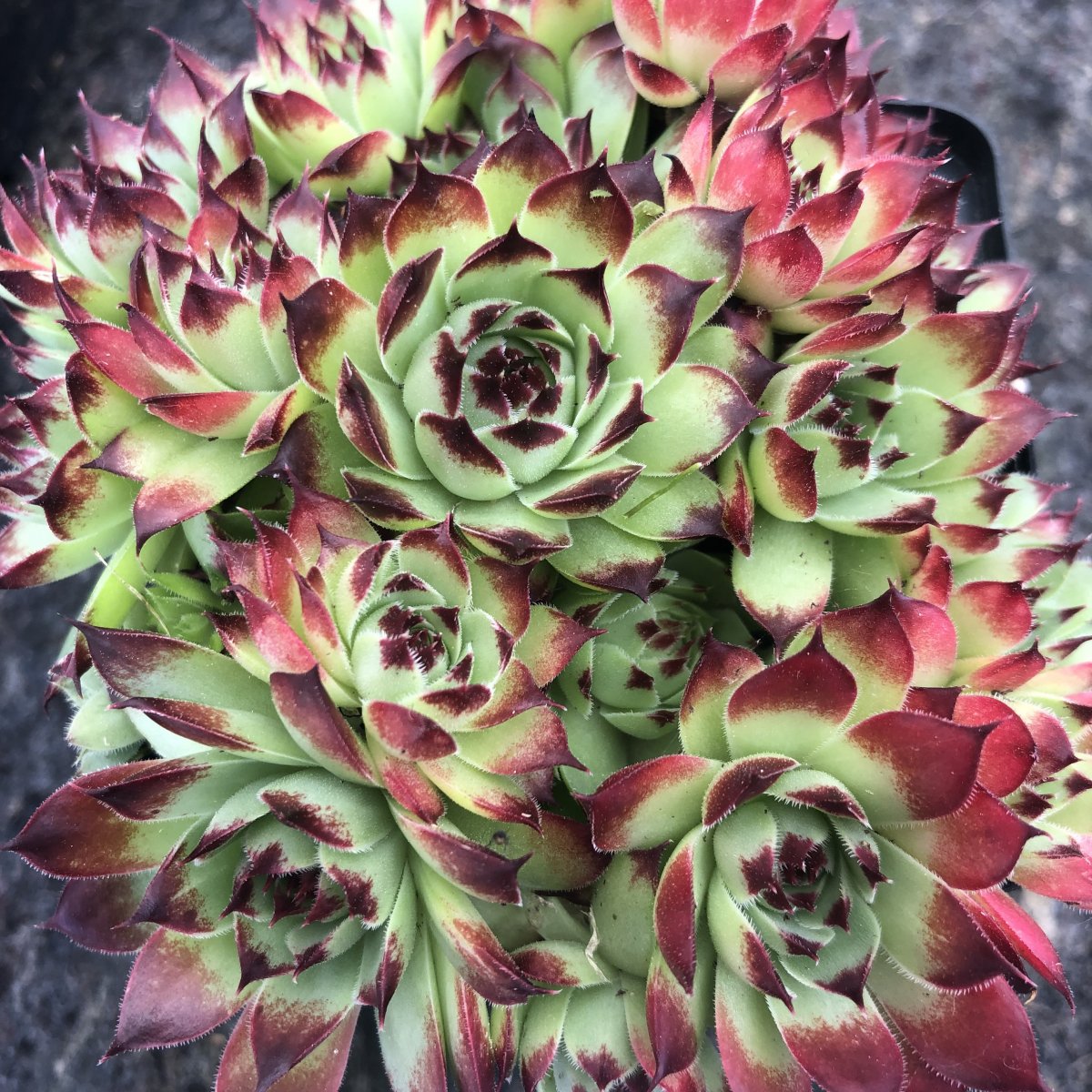 Kalktakl&ouml;k - Sempervivum calcareum Mrs Giuseppi (Krukstorlek: 0,5-1L)