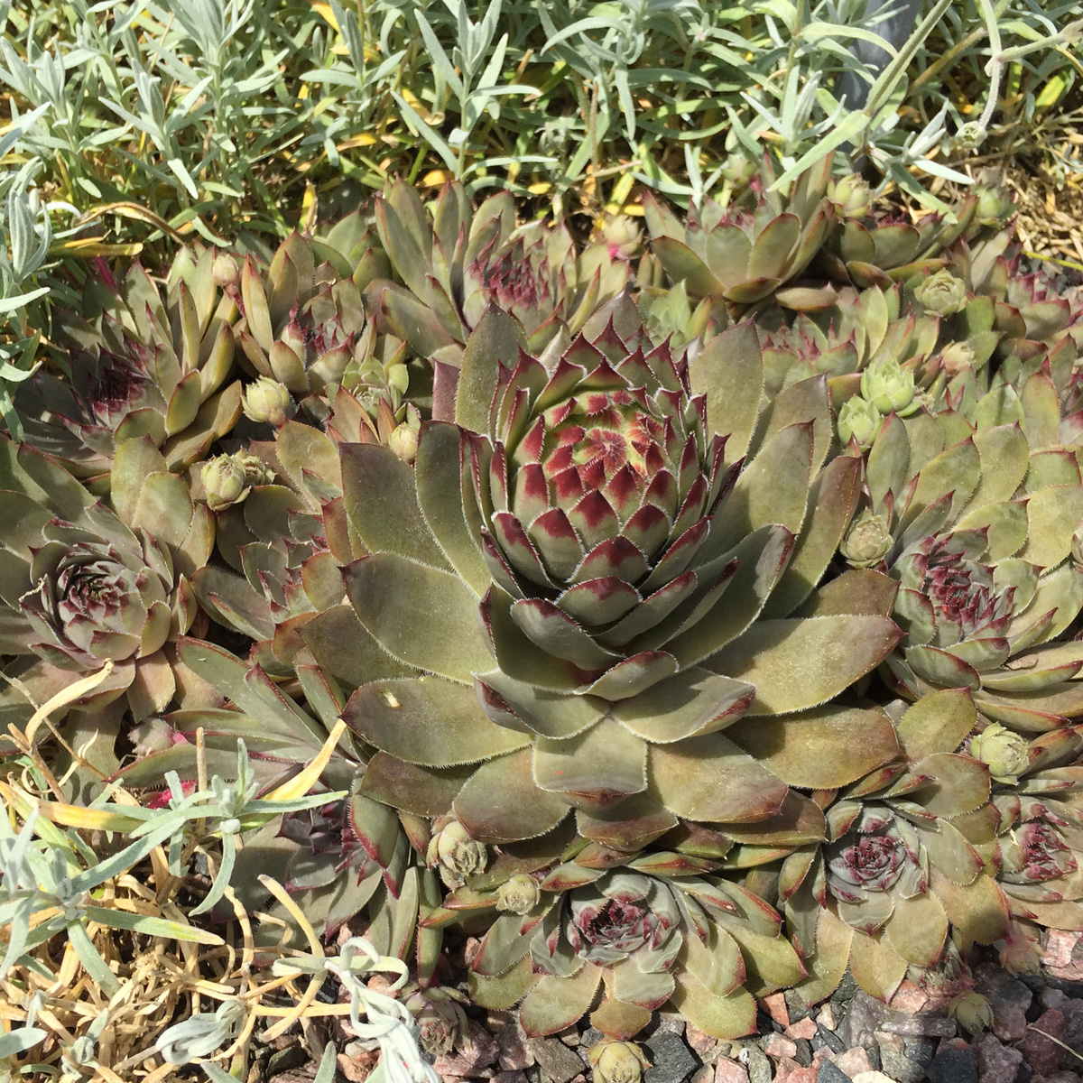 Takl&ouml;k - Sempervivum hybr. Grey Lady (Krukstorlek: 0,5-1L)