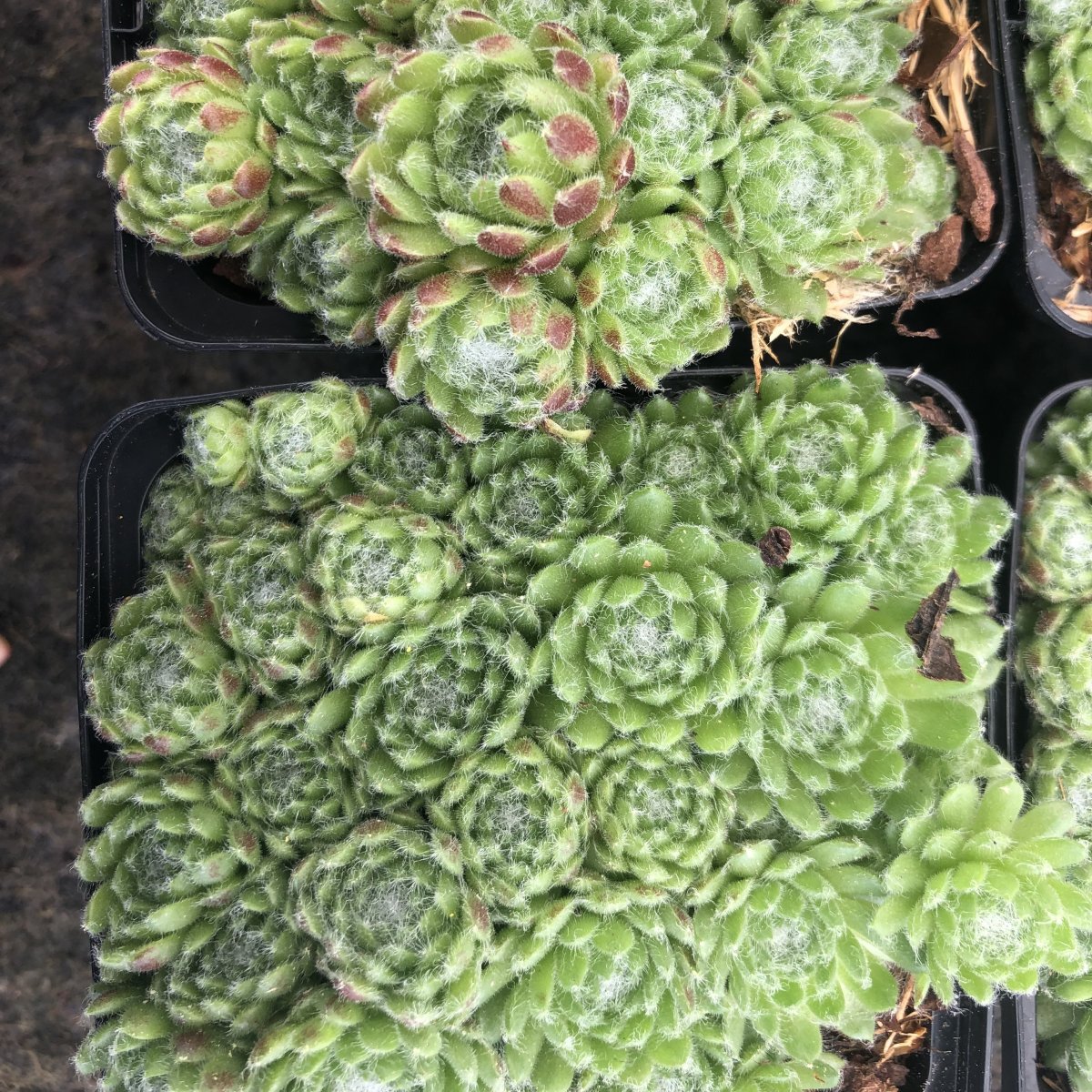 Taklök - Sempervivum hybr. Anton (Krukstorlek: 0,5-1L)