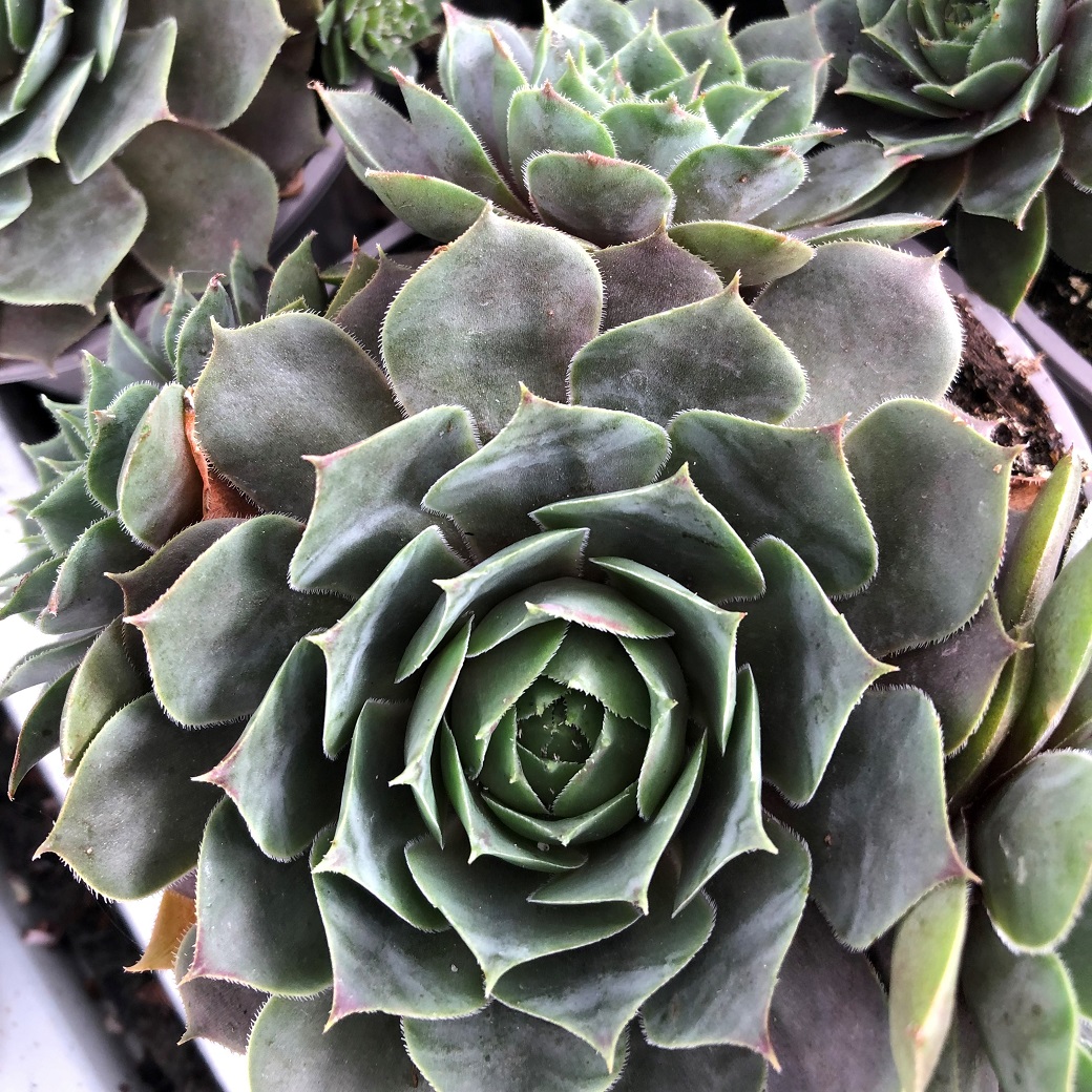 Takl&ouml;k - Sempervivum hybr. Feldmaier (Krukstorlek: 0,5-1L)