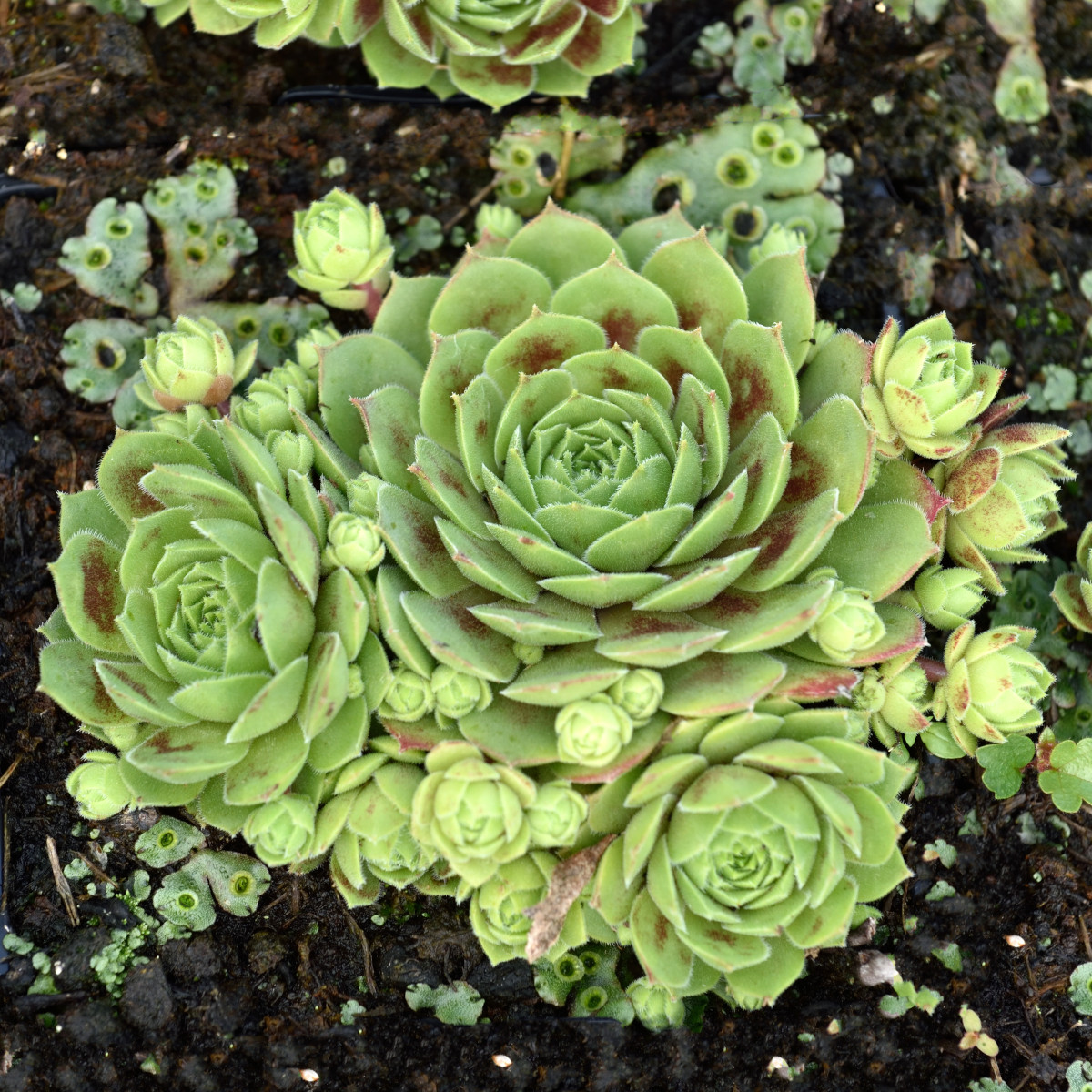 Sempervivum Hybr Red King Takl k P9cm Perenner