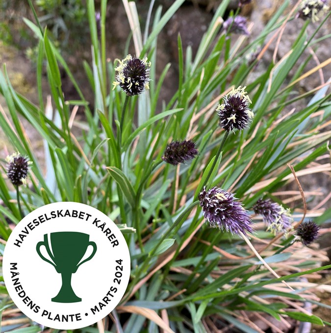 Sesleria - Sesleria Nordic ® Overdam Blue ® (Krukstorlek: 3L)