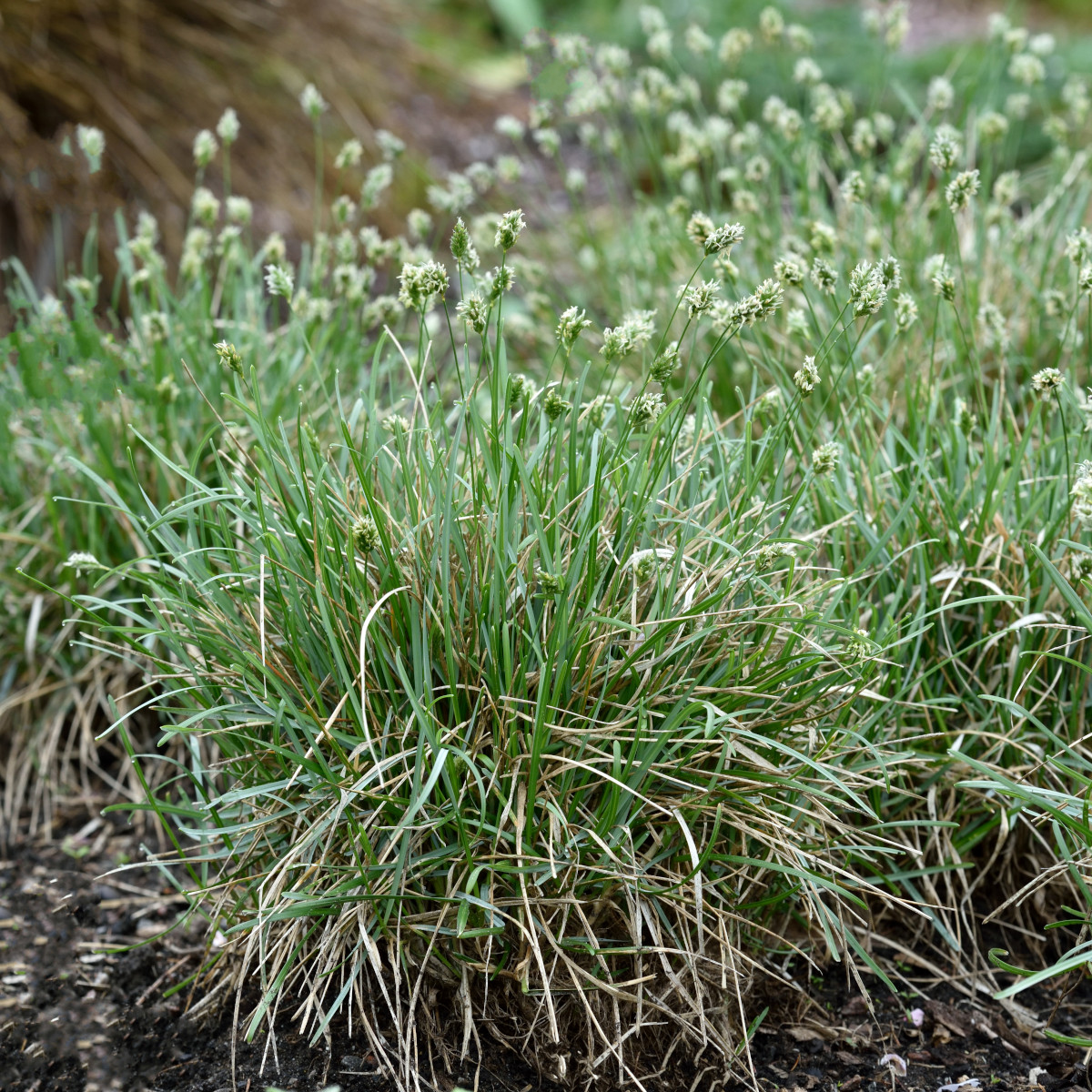 Atlantisk Älväxing - Sesleria caerulea (Krukstorlek: 0,5-1L)
