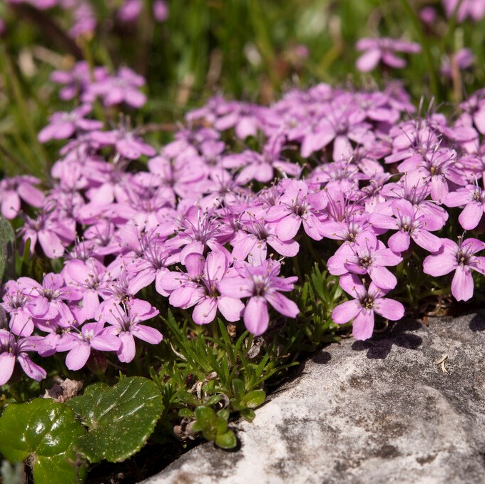 Fjällglim - Silene acaulis Floribunda (Krukstorlek: 0,5-1L)