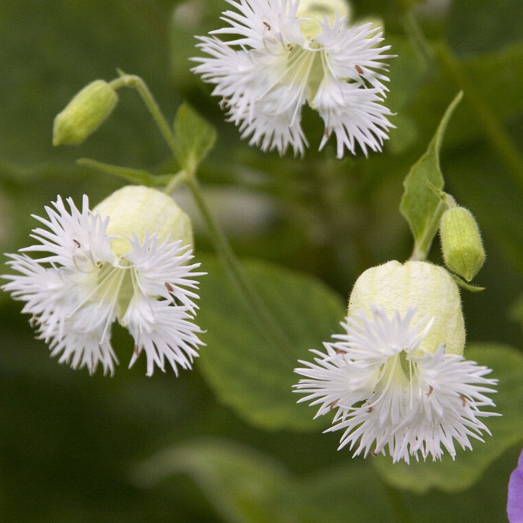 Fransglim - Silene macrophylla (fimbriata) (Krukstorlek: 0,5-1L)