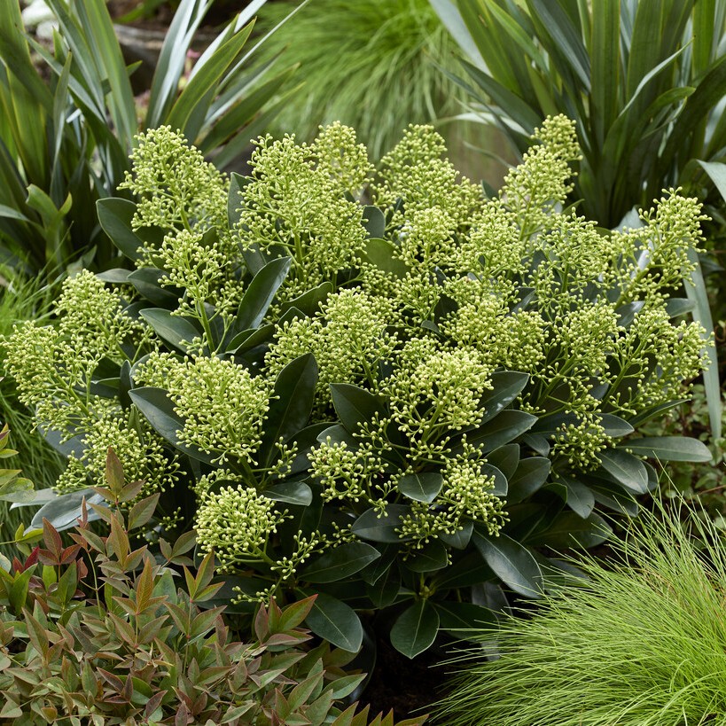 Japansk skimmia - Skimmia japonica Finchy &reg; (Storlek: 10-15 C1)